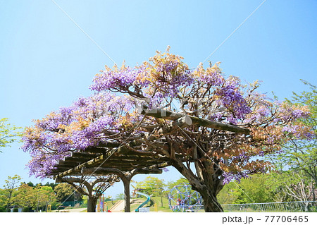 フジの花 フジの花 77706465