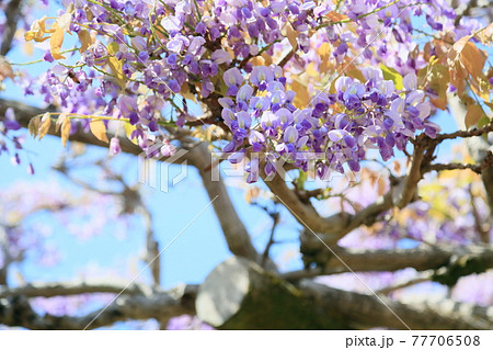 フジの花 フジの花 77706508