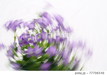 ぐるぐるした花　夢、めまい、悩み　イメージ背景画像 77706546
