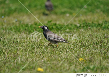 春の野原で虫をさがすムクドリ 春の野原で虫をさがすムクドリ 77706579
