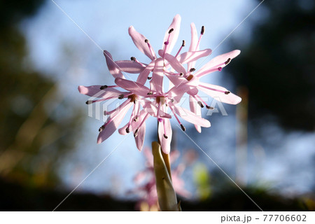 ショウジョウバカマ 77706602