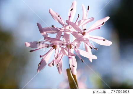 ショウジョウバカマ ショウジョウバカマ 77706603