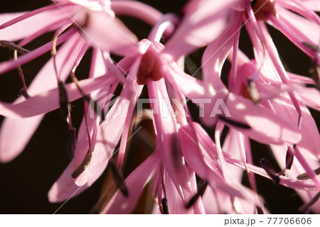 ショウジョウバカマ ショウジョウバカマ 77706606