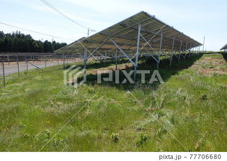 雑草が生い茂った太陽光発電所 雑草が生い茂った太陽光発電所 77706680
