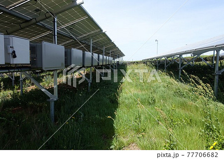 雑草が生い茂った太陽光発電所 77706682