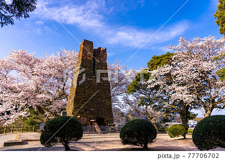 山口県萩市　満開の桜をバックの萩反射炉 77706702