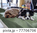 ソファーで暇そうにフセをしている小型犬二匹 77706706