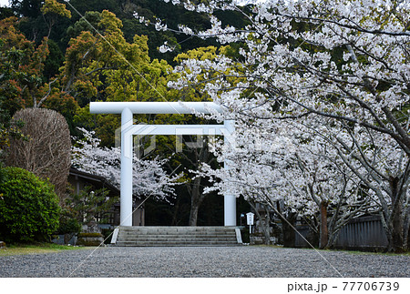 安房神社と桜 77706739