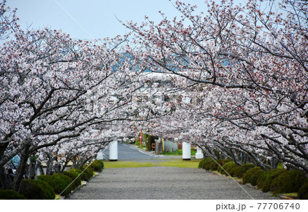 安房神社と桜 77706740