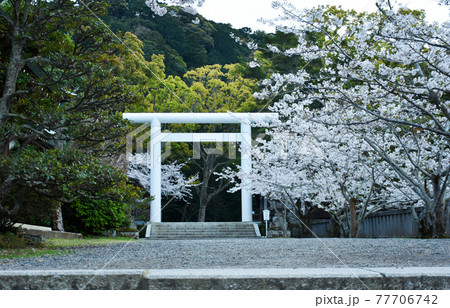 安房神社と桜 77706742