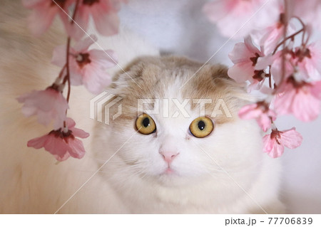 スコティッシュフォールドと桜 77706839