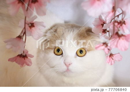 猫と桜 猫と桜 77706840