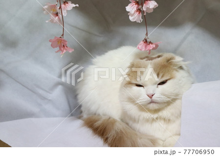 ウトウトする猫と、ピンクの花 77706950