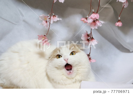 歌う猫のスコティッシュフォールド 77706971