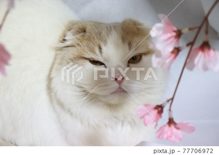 眠そうな猫 花より団子 眠そうな猫 花より団子 77706972