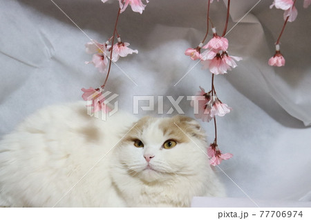 猫と花、幸せイメージ 猫と花、幸せイメージ 77706974
