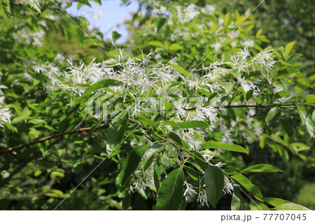 ヒトツバタゴ 77707045