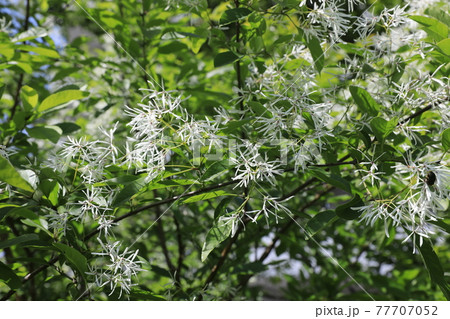 ヒトツバタゴ 77707052