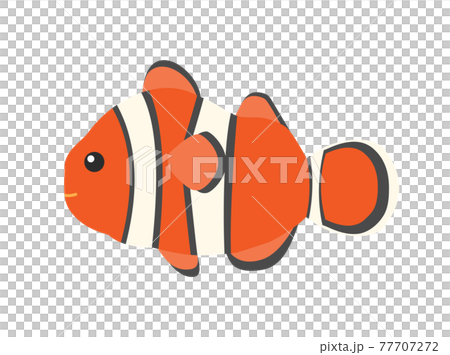 カクレクマノミのイラストのイラスト素材