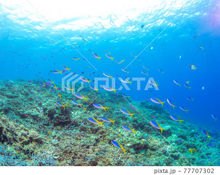 沖縄でのダイビングで見たカラフルな魚の群れ 沖縄でのダイビングで見たカラフルな魚の群れ 77707302