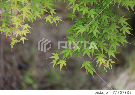 もみじ もみじ 77707335