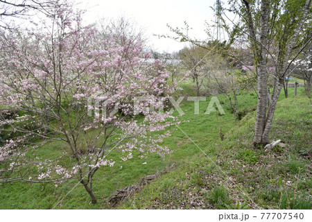 鈴岡城跡 外郭の空堀と桜 鈴岡城跡 外郭の空堀と桜 77707540