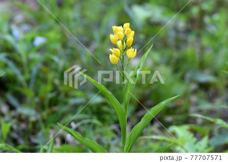 キンラン 77707571