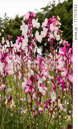 リナリア 縦写真 スマホ壁紙の写真素材