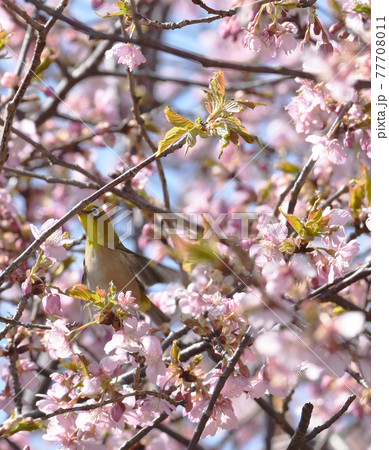 カワヅザクラとメジロ　佐倉城址公園 77708011