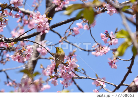 カワヅザクラとメジロ 佐倉城址公園 カワヅザクラとメジロ 佐倉城址公園 77708053