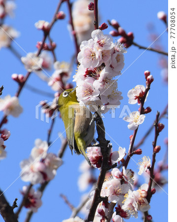 白梅とメジロ 佐倉城址公園 白梅とメジロ 佐倉城址公園 77708054