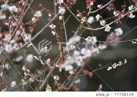 シジュウカラと梅　佐倉城址公園 77708139