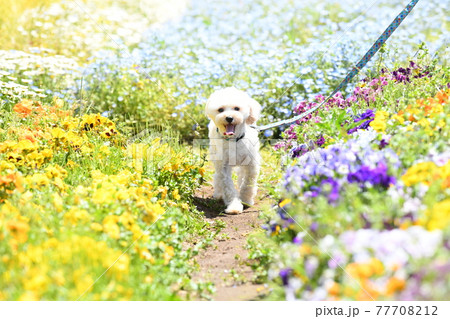 花畑で散歩するマルプー 77708212