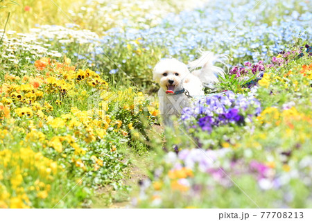 花畑で散歩するマルプー 77708213