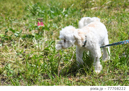 散歩中にたんぽぽの香りを嗅ぐマルプー 散歩中にたんぽぽの香りを嗅ぐマルプー 77708222