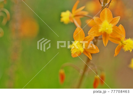 オレンジ色のハナアロエの花 オレンジ色のハナアロエの花 77708463