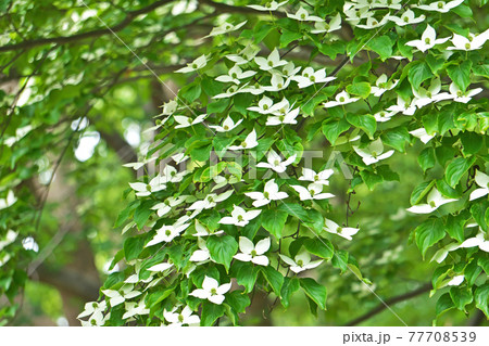 白いヤマボウシの花 白いヤマボウシの花 77708539