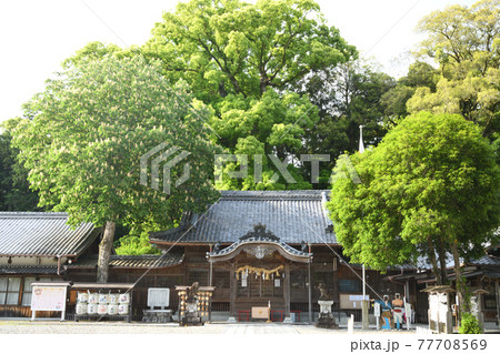 尾鷲神社　拝殿【三重県尾鷲市】 77708569