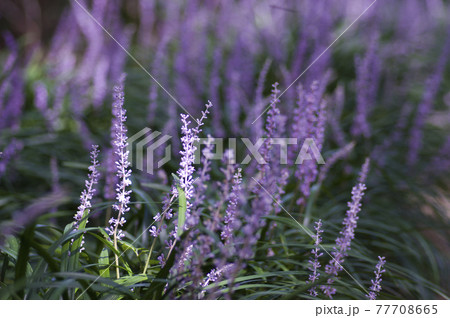 紫色のヤブランの花が咲いています。学名はLiriope muscariです。 77708665