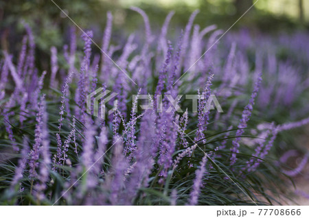 紫色のヤブランの花が咲いています。学名はLiriope muscariです。 紫色のヤブランの花が咲いています。学名はLiriope muscariです。 77708666
