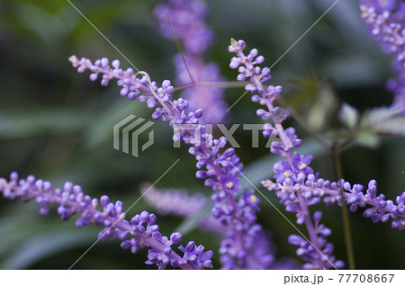 紫色のヤブランの花が咲いています。学名はLiriope muscariです。 77708667
