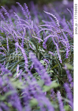 紫色のヤブランの花が咲いています。学名はLiriope muscariです。 77708669