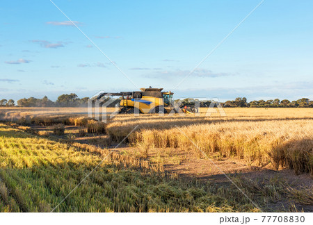 Harvesting Rice Harvesting Rice 77708830