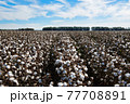 Cotton Fields 77708891