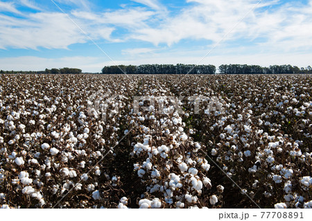 Cotton Fields 77708891