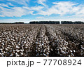 Cotton Fields 77708924