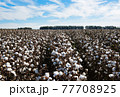 Cotton Fields 77708925
