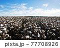 Cotton Fields 77708926