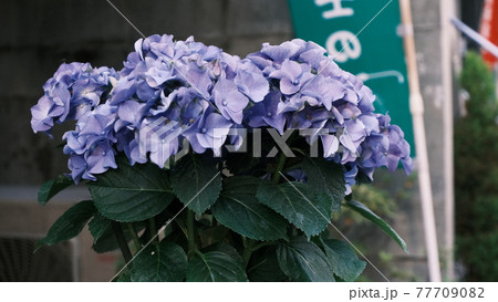 フィルム調の紫陽花 77709082