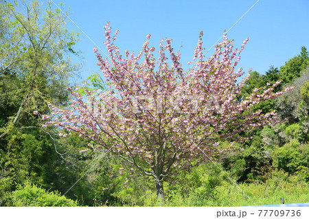 桜の花　牡丹桜 77709736